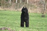 BOUVIER DES FLANDRES 425